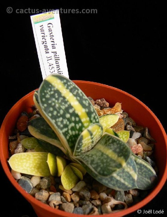 Gasteria pillansii variegata P1260082